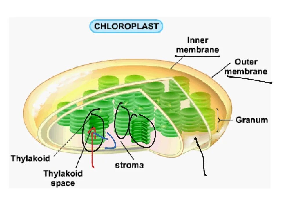 Хлоропласт имеет днк. Строма хлоропласта фотосинтез. Ламеллы хлоропластов. Строение хлоропласта Строма. Хлоропласт модель.