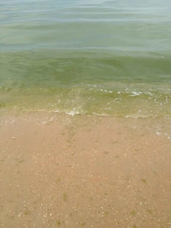 Море в витязево в августе отзывы. Море в витязево в августе. цветет ли море в витязево в августе. море в анапе в августе в витязево. пляж в витязево август.