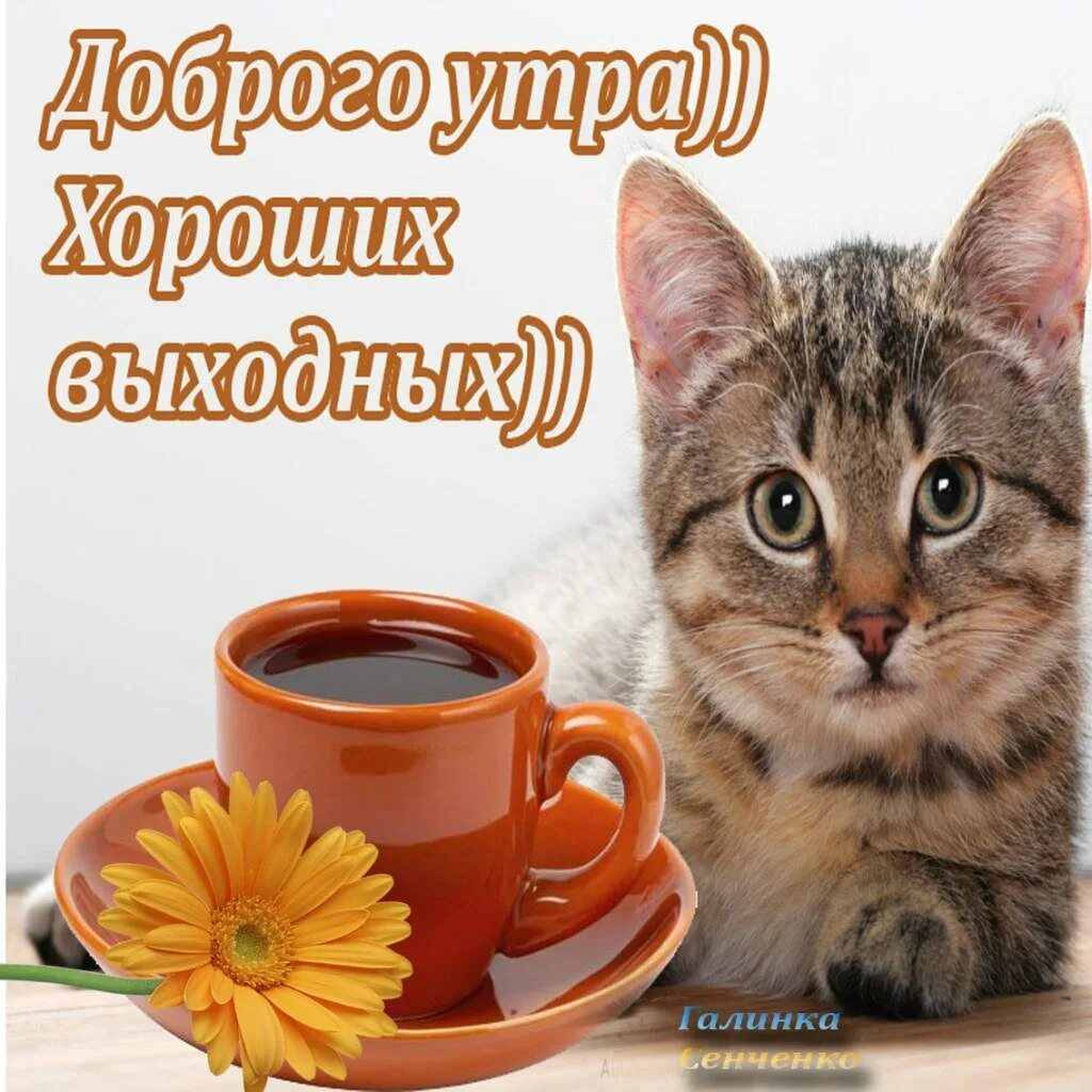 Суббота утро выходной