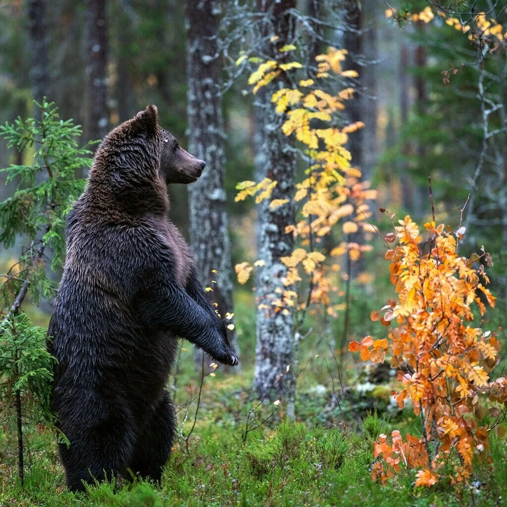 Включи медведи лес