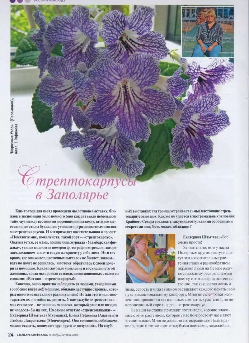 Стрептокарпус уход и выращивание в домашних условиях - MosRosa.ru