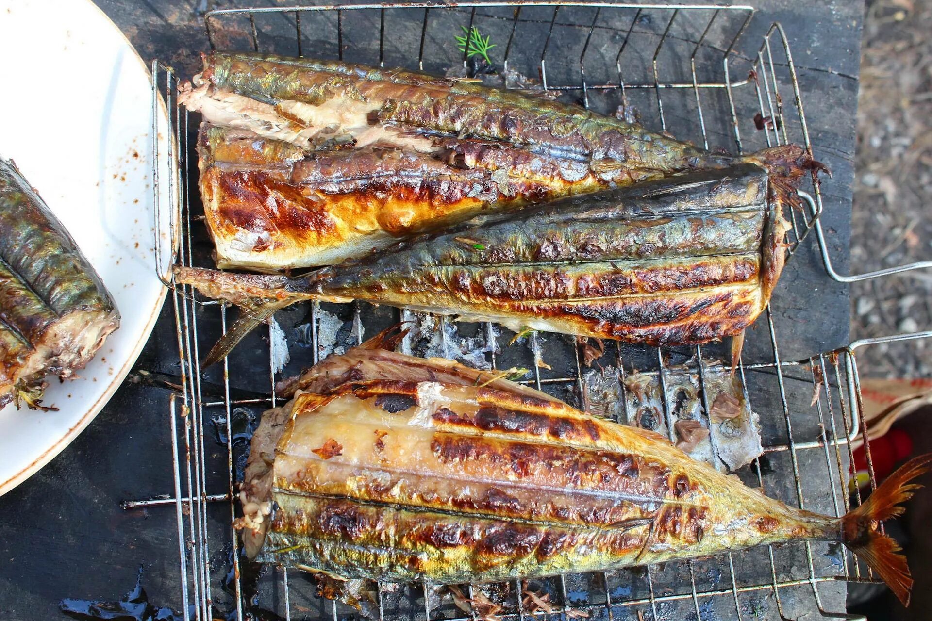 Как замариновать скумбрию для мангала. Скумбрия на костре на решетке. Скумбрия гриль на решетке. Дорадо на костре на решетке. Рыба гриль скумбрия.