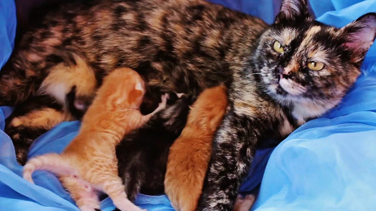У каких кошек рождаются трехцветные котята. Трехцветная кошка с котятами. Новорождённые котята у трёхцветной кошки. Черепаховая кошка с котятами. Новорожденные котята трехцветные.