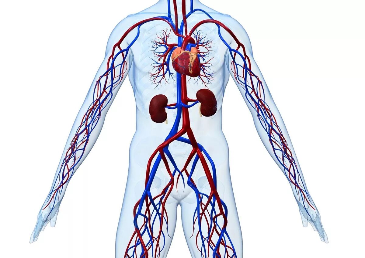 Система кровообращения венозная система. Система кровообращения человека кровеносные сосуды. Вена кровеносный сосуд. Система кровообращения артериальная система.