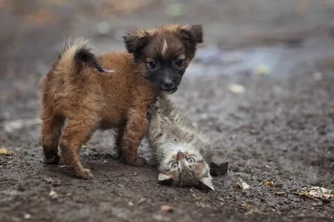 Бездомные кошки и собаки