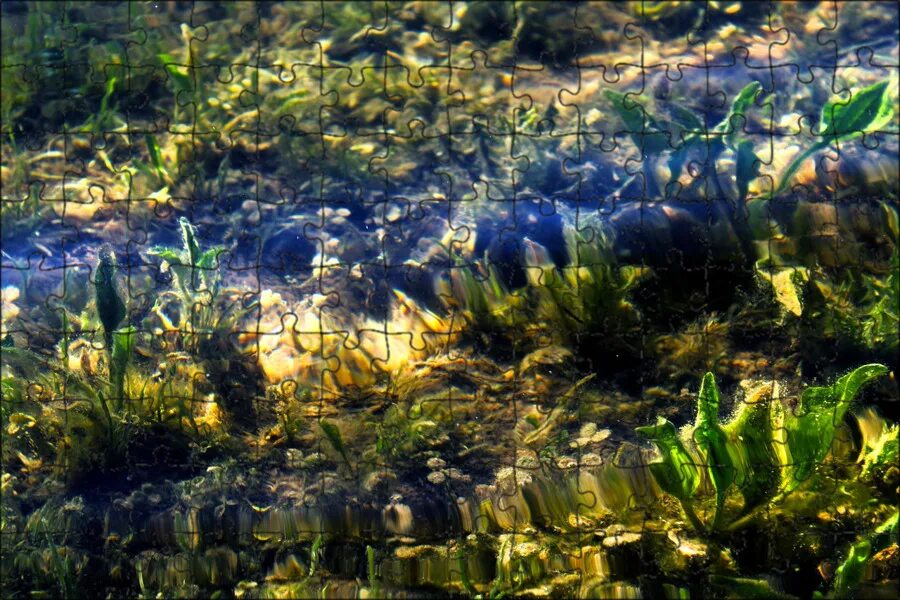 Густые водоросли. Экосистема озера Байкал. Водоросли пресных водоемов. Водоросли Байкала. Водоросли в озере.