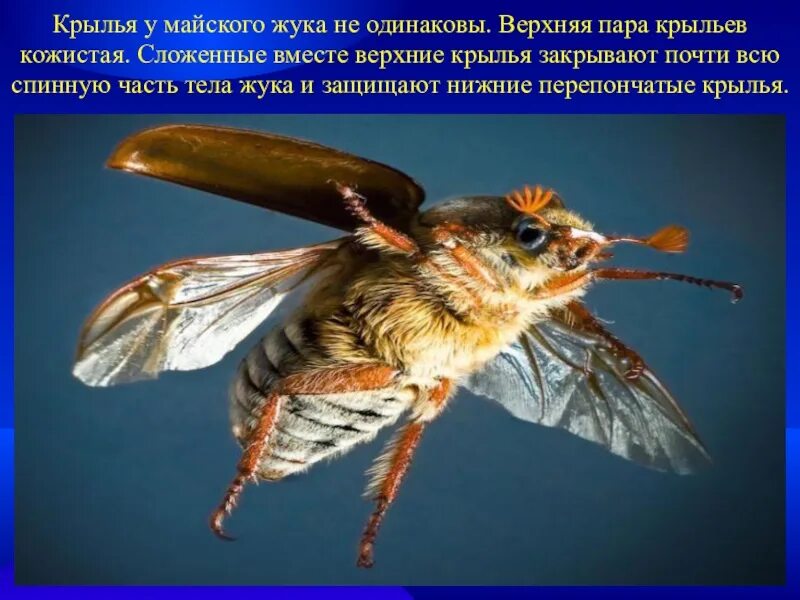 Перепончатые крылья майского жука. Диморфизм майский жук. майский жук крылья строение майского. тип крыльев майского жука.