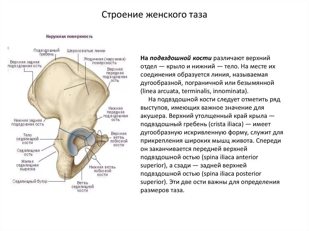 Большая подвздошная кость. Подвздошная кость женский таз кости. Таз строение таза Акушерство. Строение подвздошной кости анатомия. Строение тазовой кости подвздошная кость.