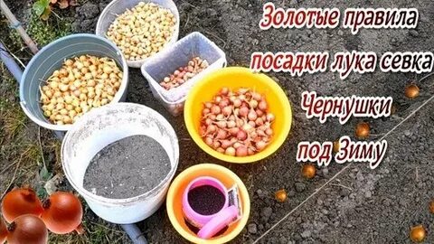 Когда сажать лук осенью по лунному календарю