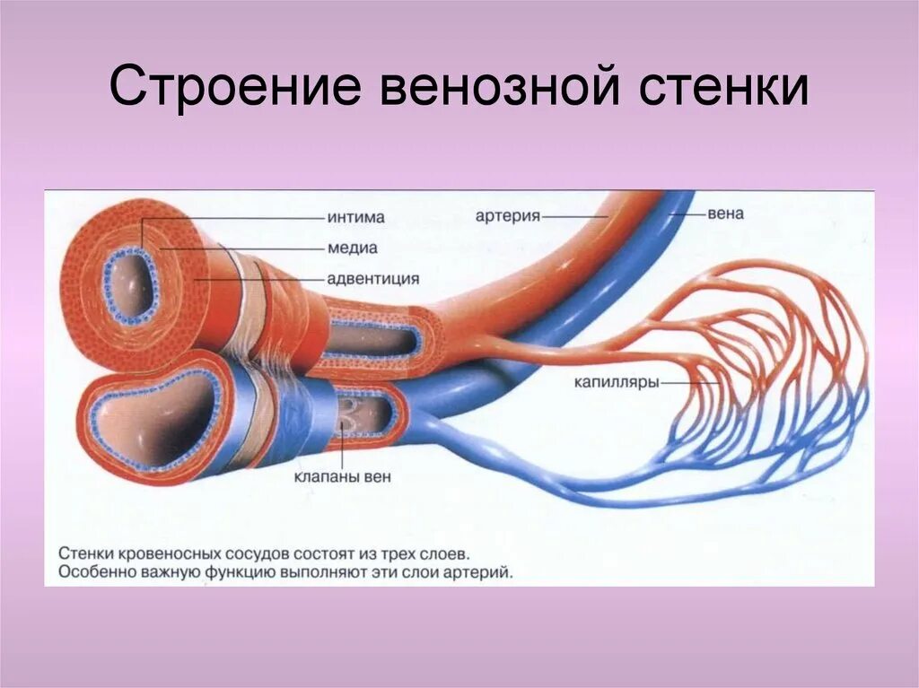 Строение вены рисунок. Строение кровеносных сосудов артерии. Строение кровеносных сосудов вены. Строение кровеносных сосудов артерии вены. Строение сосудов кровеносной системы человека анатомия.