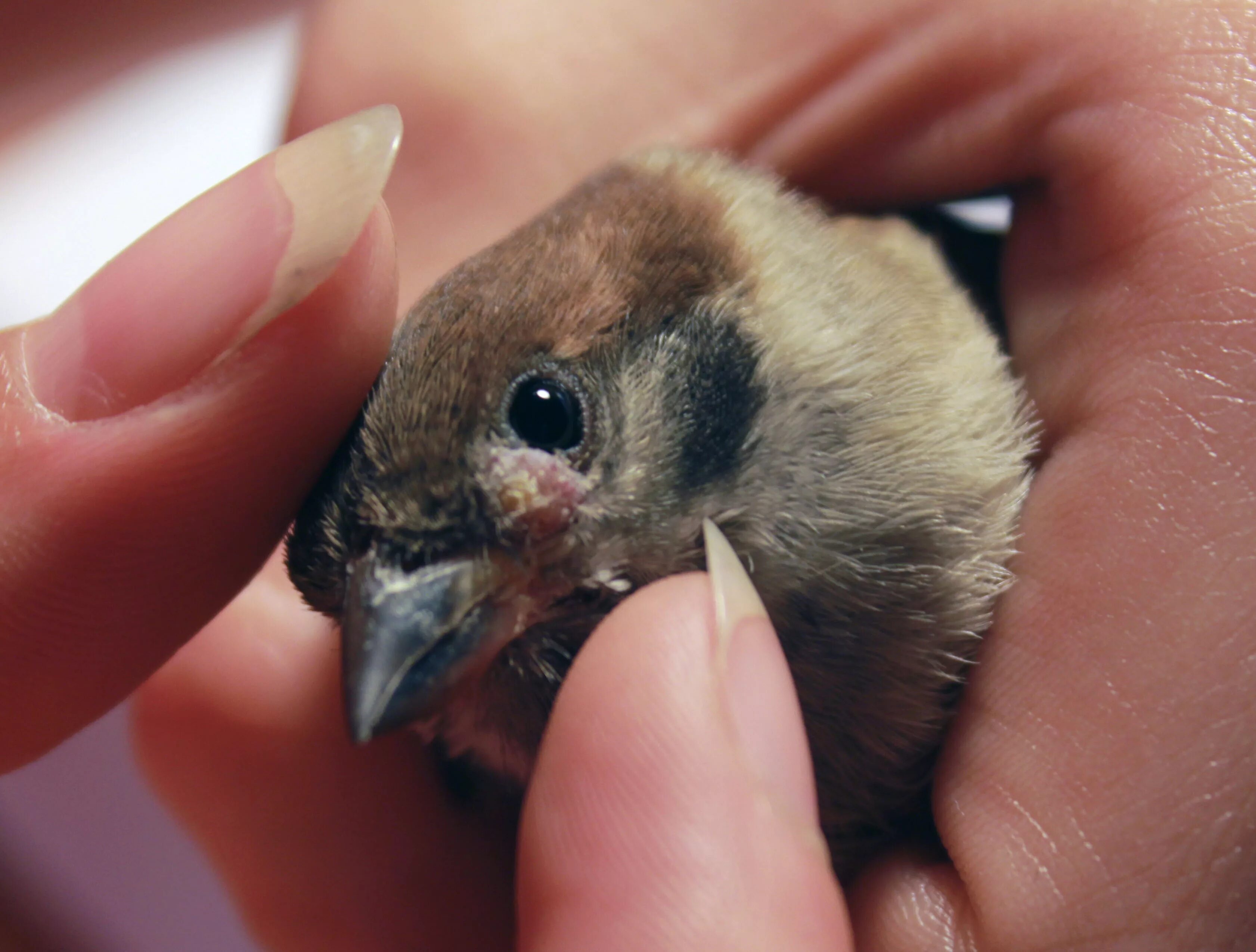 воробей желторотик птенец. слеток деревенской ласточки. птенец ворона. иглохвостый стриж птица. птенец желторотик ласточка.