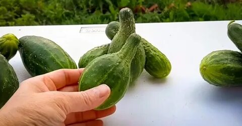 Груша огурцы