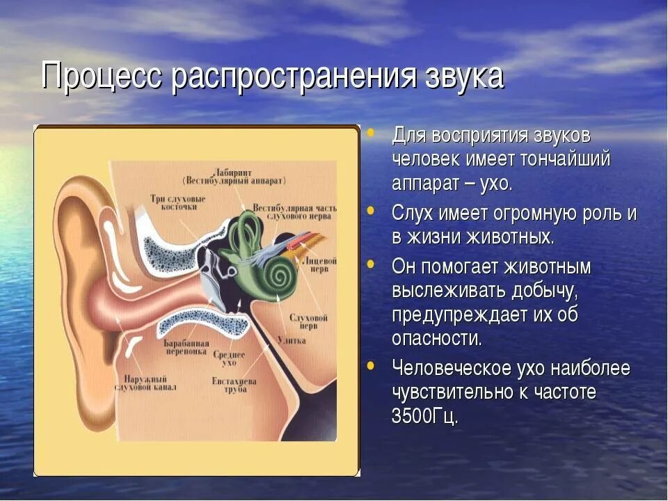 Где происходит распознавание звуков. Процесс восприятия звука. Процесс восприятия звука ухом человека. Ухо воспринимает звук. Механизм восприятия звуковой волны.