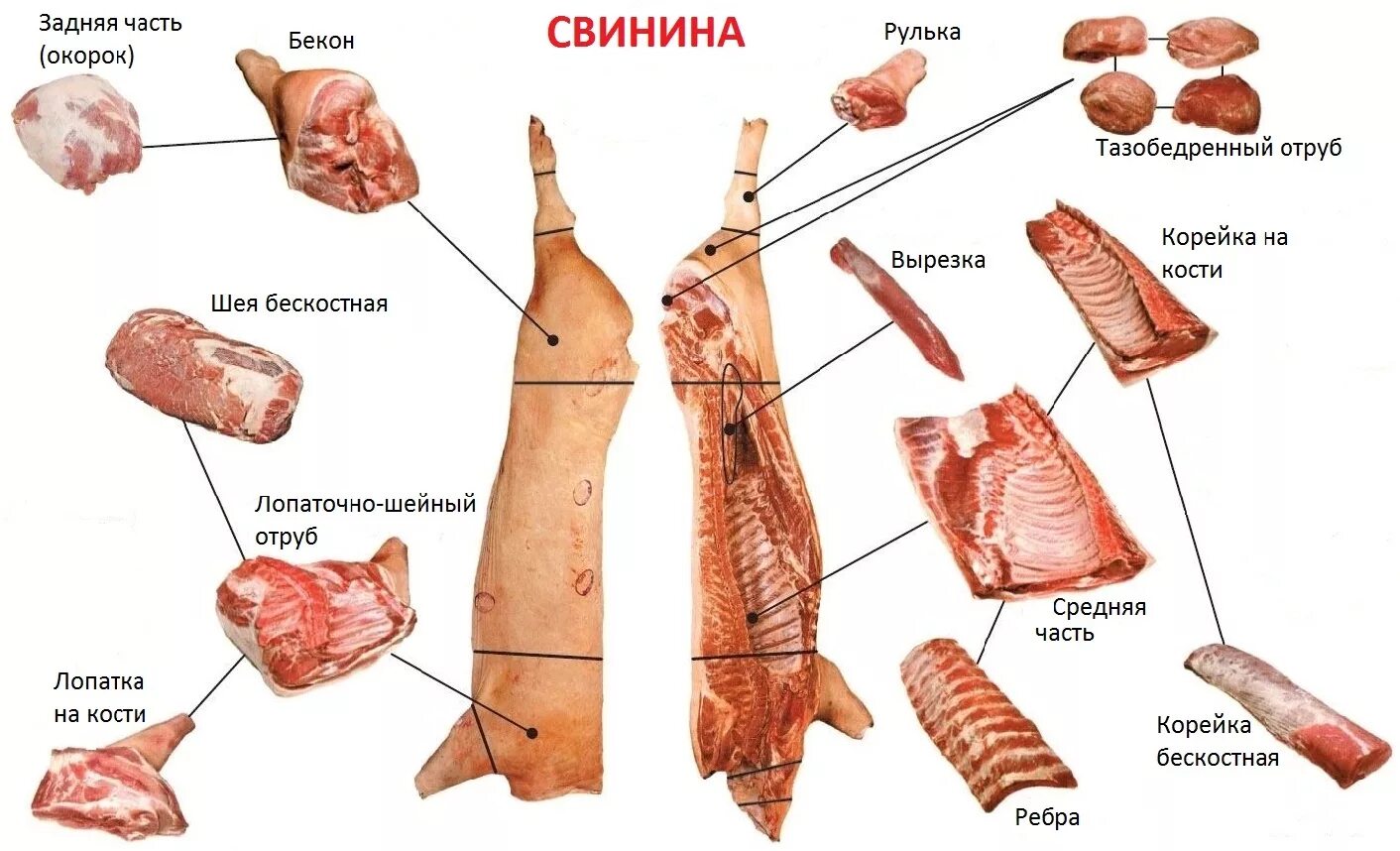 Говядина для шашлыка какая часть. Окорок свиной схема разделки. Обвалка свиной передней части. Схема разделки говяжьих полутуш. Схема разруба туши говядины.