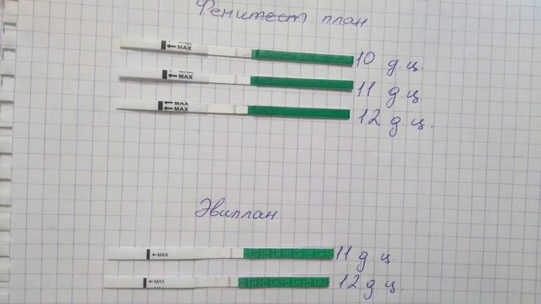 Тест на овуляцию. 26 День цикла. Цикл 26 дней овуляция.