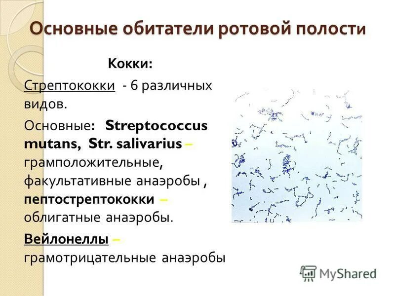 реакция среды в ротовой полости