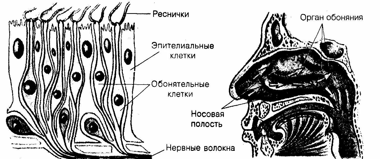 Обонятельные рецепторы расположены в слизистой оболочке. Где в организме человека расположены обонятельные рецепторы. Рецепторы органов обоняния. Рецепторы обоняния. Строение органа обоняния и вкуса.