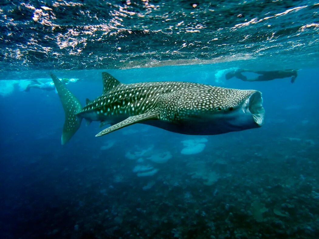 Китовая акула питание. Чем питается китовая. Китовая акула питается планктоном. Китовая акула зубы. Белоперая рифовая акула.