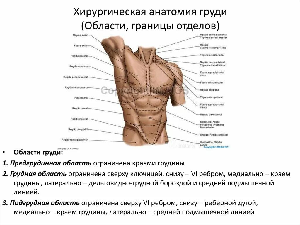Анатомия грудной области. Границы грудной области. Анатомические области груди. С правой стороны под грудью.