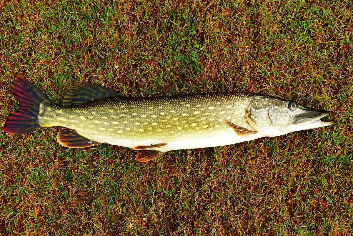 Образ щуки. Щука Esox Lucius. Обыкновенная щука (Esox Lucius). Щука американская красноперая. Щука Енисейская.