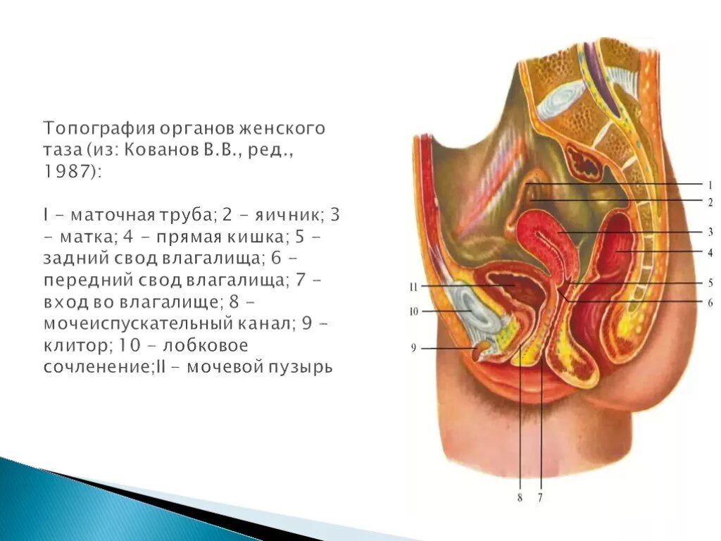 Женский нижний орган