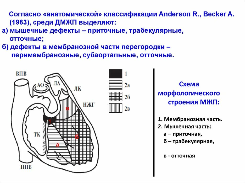 У какого животного имеется неполная межжелудочковая перегородка