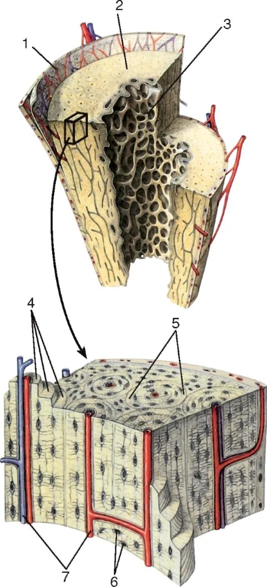 Микростроение костей. Микростроение трубчатой кости. Кровоснабжение трубчатой кости. Кровоснабжение костной ткани. Кровообращение костей