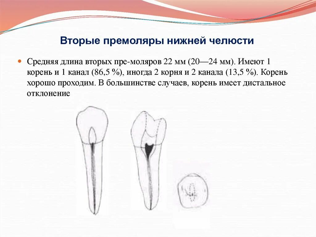 Премоляры верхней челюсти корни. Длина малого зуба. Анатомия зуба первого моляра нижней челюсти. Длина малого зуба. Премоляр верхней челюсти анатомия.