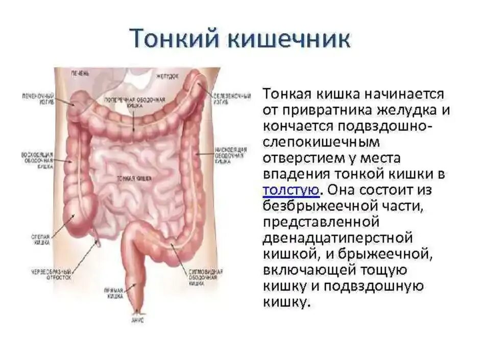 Строение Толстого и тонкого кишечника анатомия. Тонкая кишка кишка строение. Функции тонкой кишки анатомия. Тонкая кишка отделы строение. Внутренняя поверхность кишечника