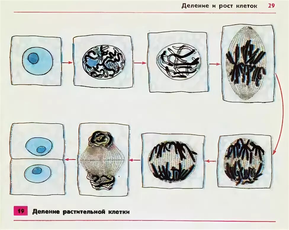 Значение деления клеток в жизни растений. Этапы деления растительной клетки схема. Деление растительной клетки 6 класс биология. Схема деления растительной клетки 5 класс биология. Схема деления клетки 5 класс биология.