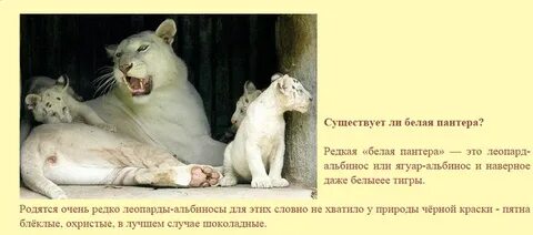 Пантера текст
