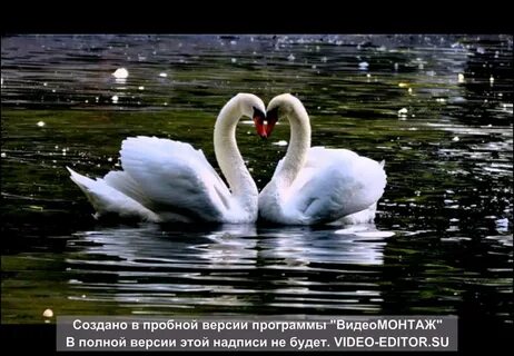 Любовь двух лебедей