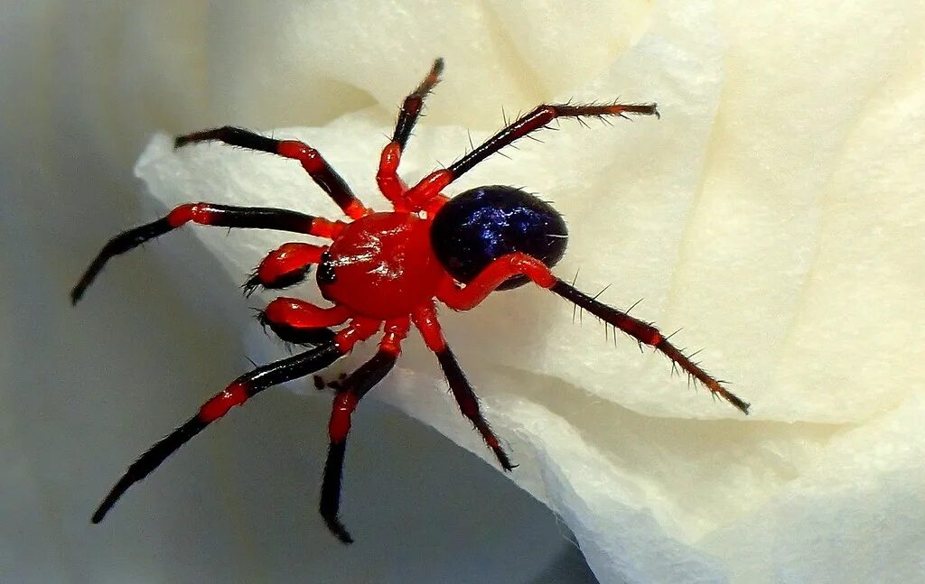 Ред спайдер. Паук Рэд Спайдер. Красные пауки ядовитые. Африканский красный паук каменщик. Каракурт паук фиолетовый.