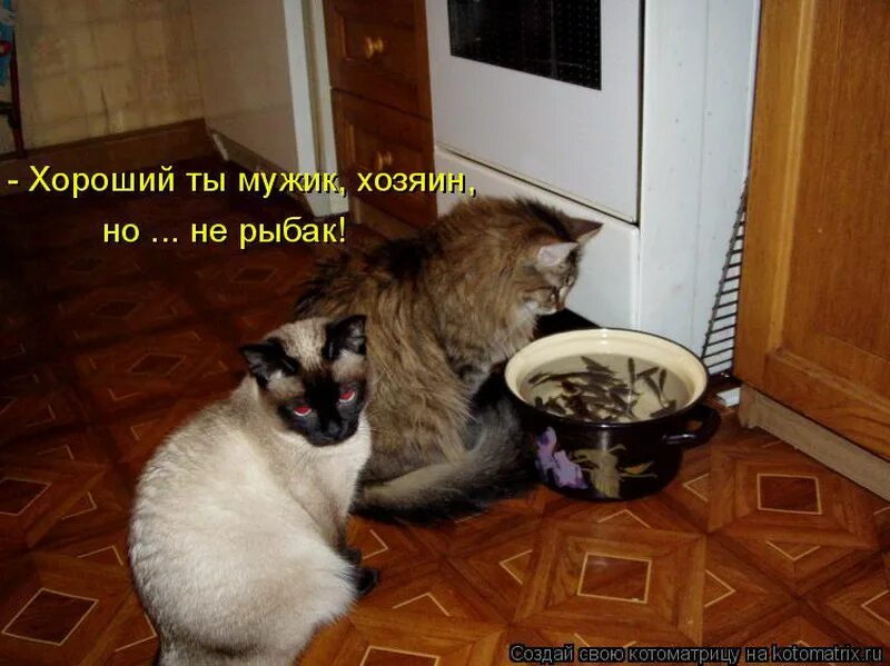 Кот растопыривает пальцы. Смешные рыжие котята с надписями. Кот радуется подарку. Вот такой надо. Вот такой надо.