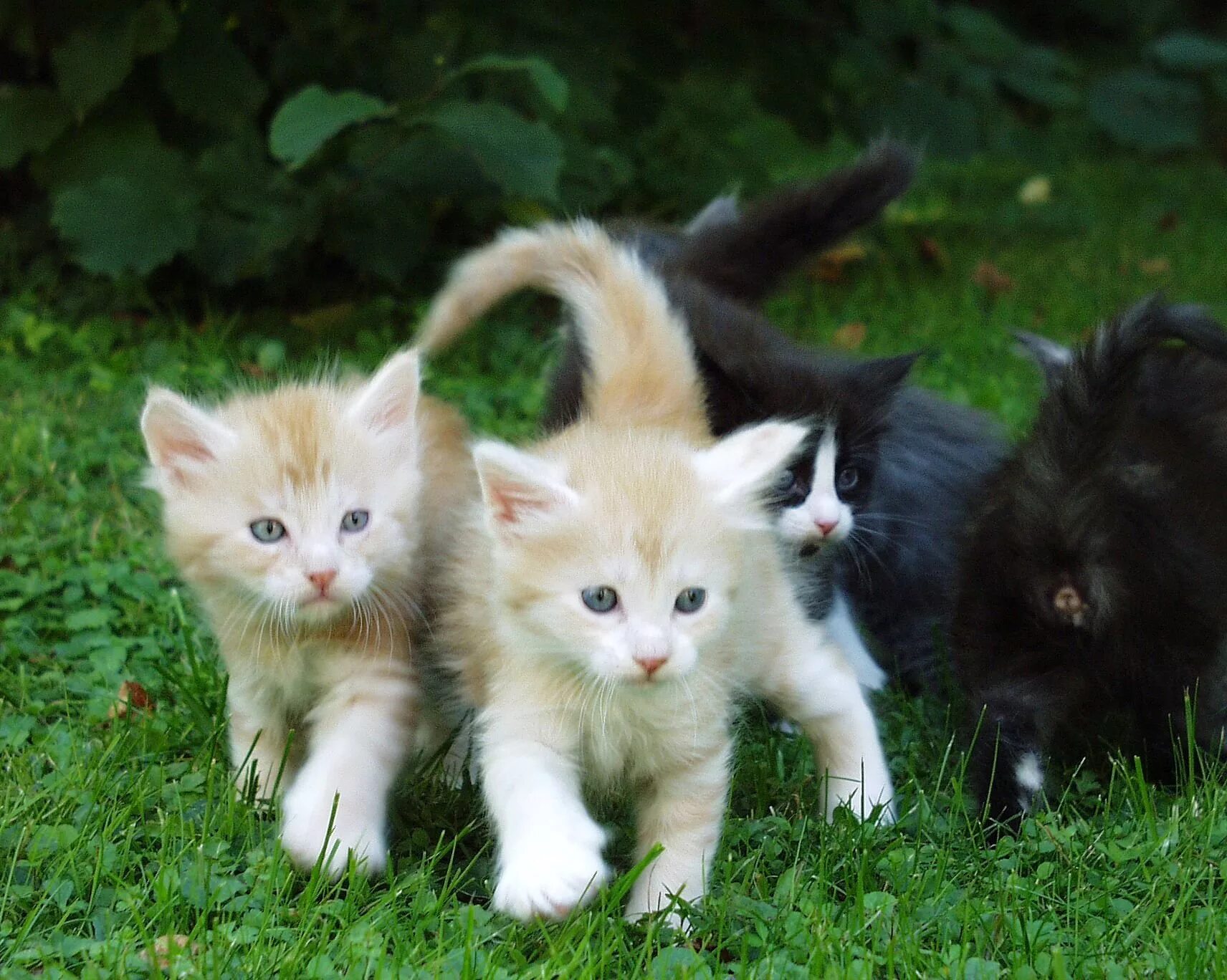 Мейн-кун. Фото котят милых и пушистых. Котята Близнецы. Maine Coon Kitten. Купить новую кошку