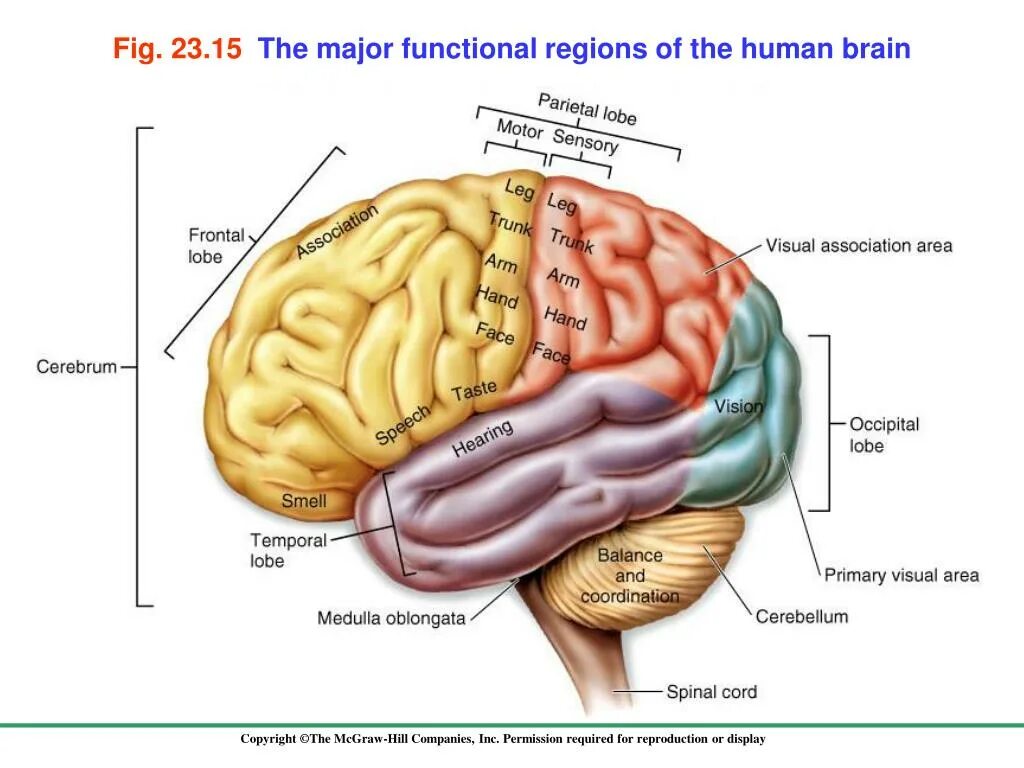 Specific area. Структура мозга кортекс. cerebral cortex of the brain. brain cortex function. sensory areas of the cerebral cortex.