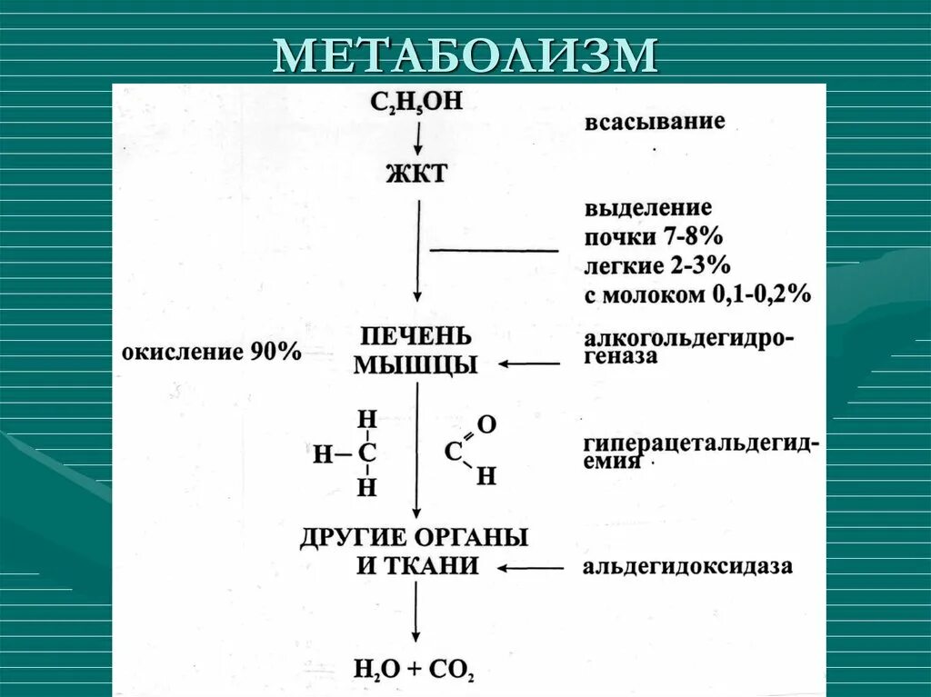 Всасывание в жкт. Метаболизм. всасывание метаболизм. метаболизм это набор химических реакций. внутренний метаболизм.