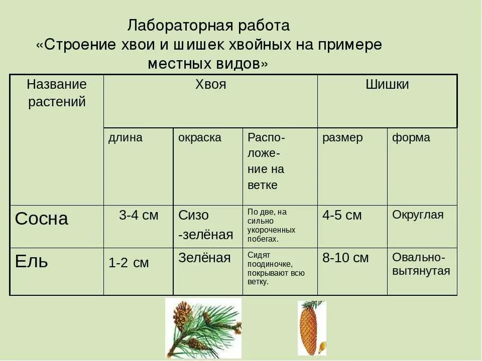 Размер хвойных растений. Таблица биологии хвойных растений. Строение хвои и шишек хвойных таблица. Лабораторная строение шишек сосны и хвои. Таблица строение шишек сосны обыкновенной.