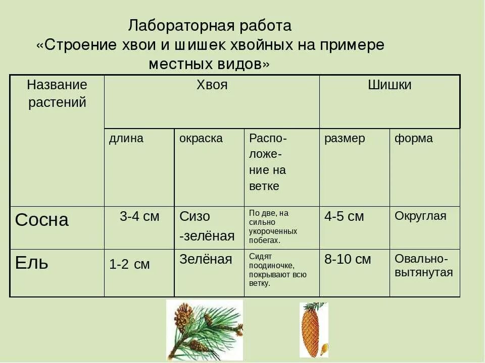 Какие отношения складываются между сосной и шиповником. Таблица биологии хвойных растений. Строение хвои и шишек хвойных таблица. Лабораторная строение шишек сосны и хвои. Таблица строение шишек сосны обыкновенной.