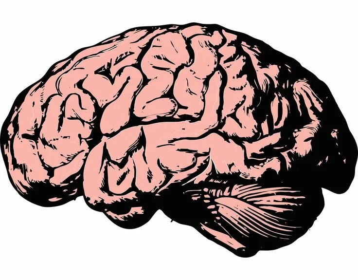The brain 12. The brain 12