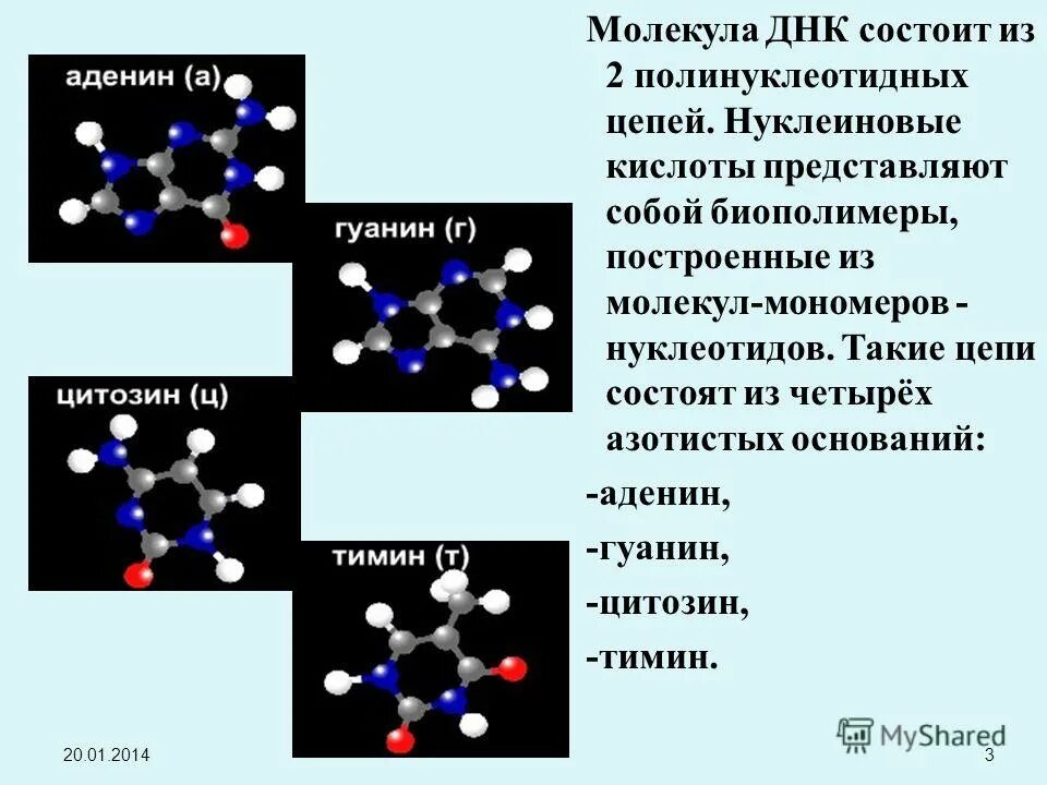 Мономерами молекул белков является