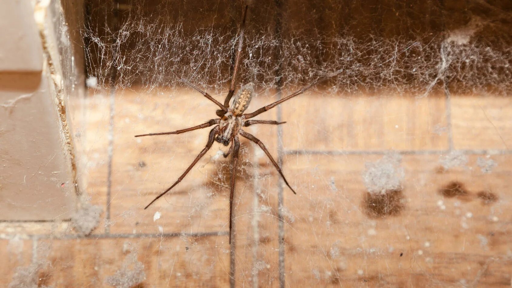 Как избавиться от пауков в доме частном. Паук giant house spider. tegenaria gigantea. паутина в квартире. пылевой паук в квартире. дезинсекция от пауков.