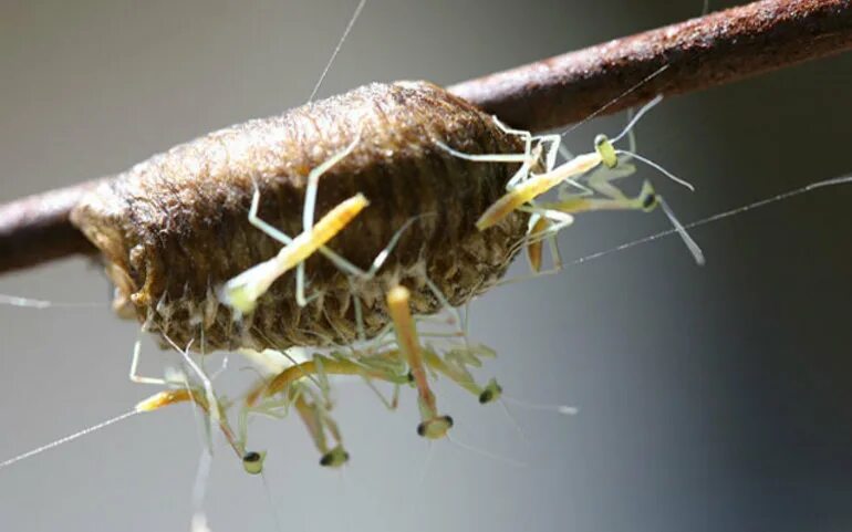 Оотека (кокон) богомола. Оотека (кокон) богомола. Личинки богомолов. Оотека (кокон) богомола. Оотека богомола.