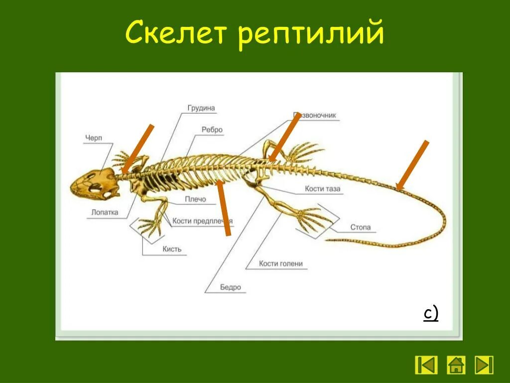 Класс пресмыкающиеся осевой скелет. Скелет ящерицы биология 7 класс. Пресмыкающиеся строение скелета. Скелет рептилий.