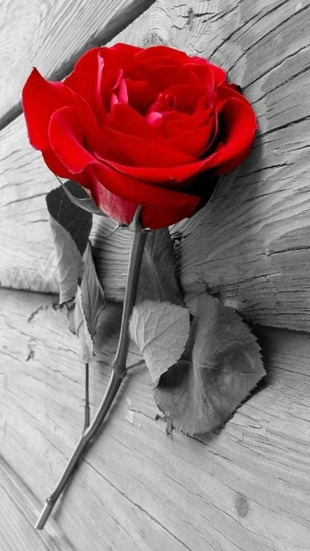 Серо красная картинка. Красно серые цветы. Розы на сером фоне.