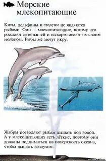 Дельфин относится к группе рыб