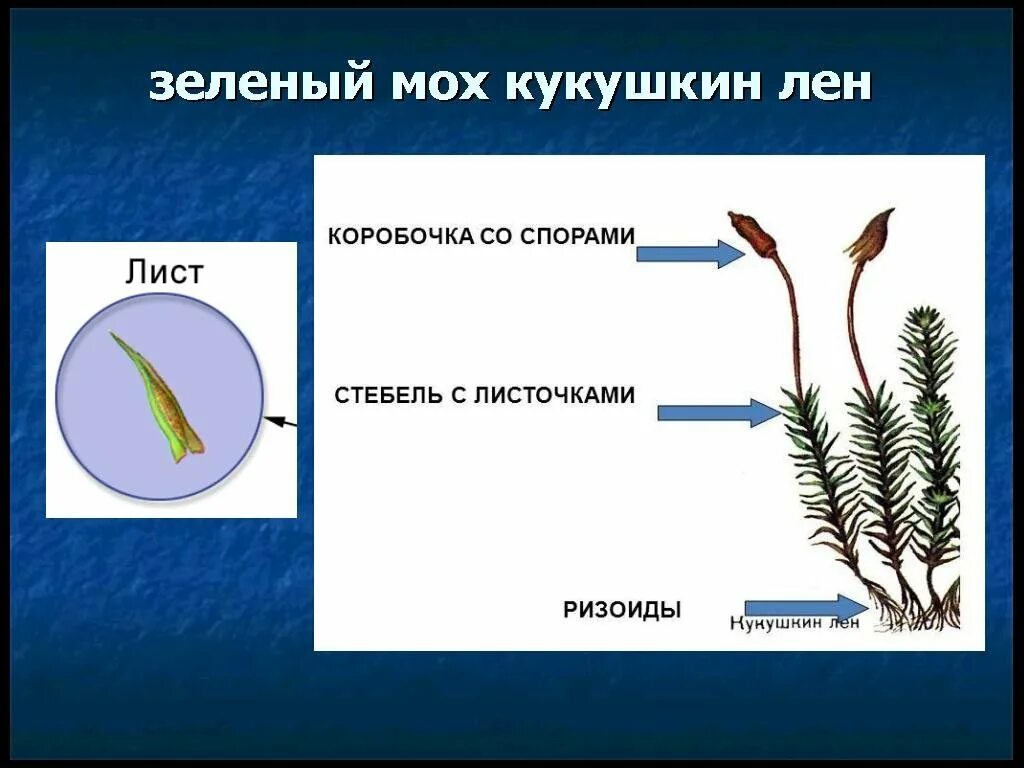 Кукушкин лен строение. Строение мха Кукушкин лен 5 класс. Кукушкин лён обыкновенный внешние строение. Зеленый мох Кукушкин лен строение рисунок.