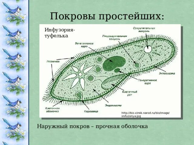 Какую функцию инфузории туфельки выполняет сократительная вакуоль. Порошица у инфузории. Сократительные вакуоли инфузории туфельки. Покров инфузории туфельки. Простейшие инфузория туфелька.