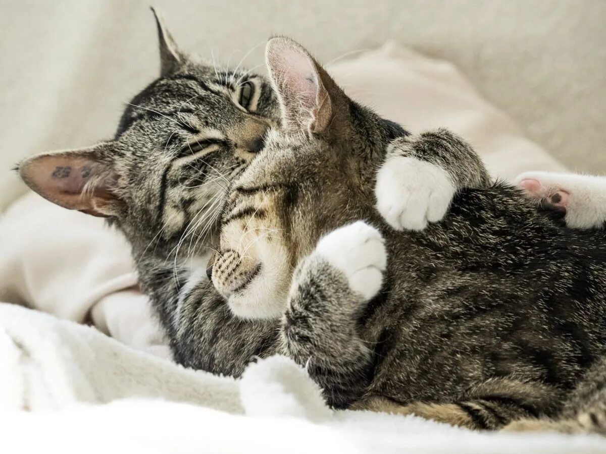 Кошечки обнимаются. Кошки объятия. Кошки объятия. Кот обнимает. Влюбленные котики.