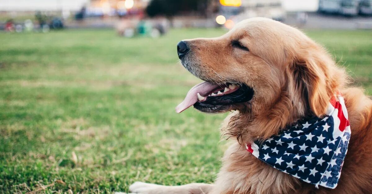Фото собак на солнце. Сенбернар с человеком. Леонбергер собака. Самая большая собака. Ньюфаундленд (порода собак).